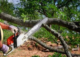 How Our Tree Care Process Works  in  San Leandro, CA