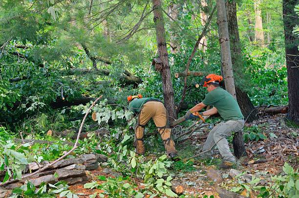 Professional Tree Care Services in San Leandro, CA